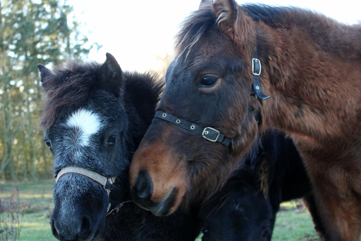 Welsh Mountain (sec A) Laibeks Liva billede 12