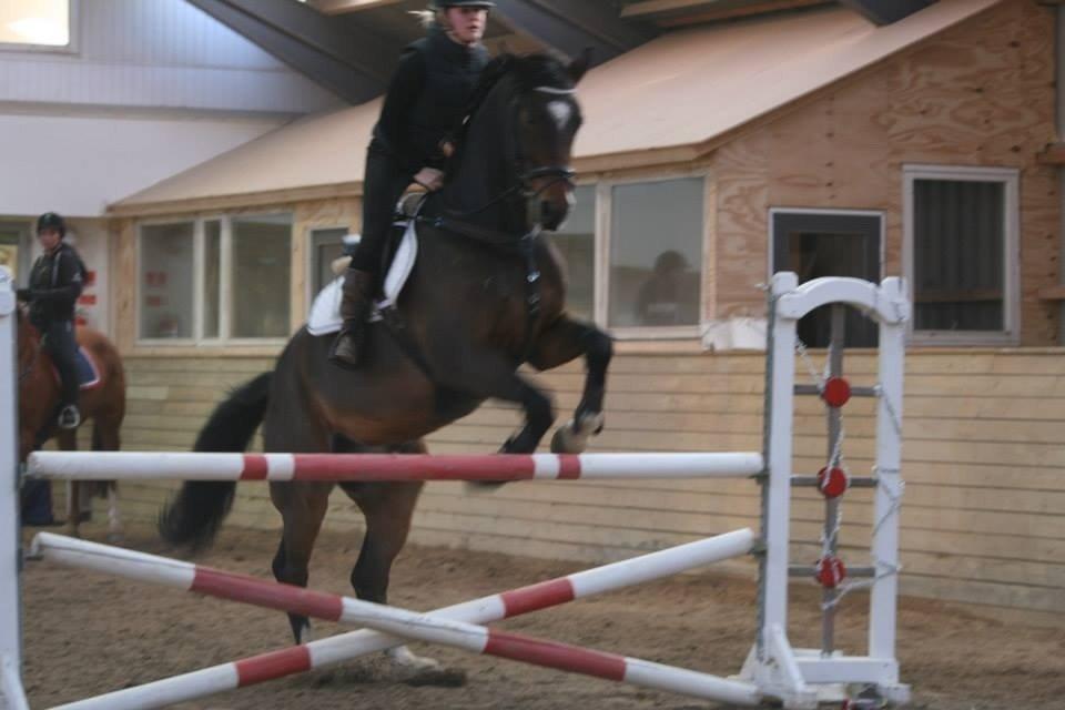 Dansk Varmblod Valløs Lexion billede 14