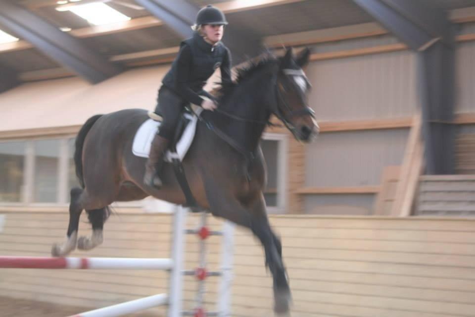 Dansk Varmblod Valløs Lexion billede 15