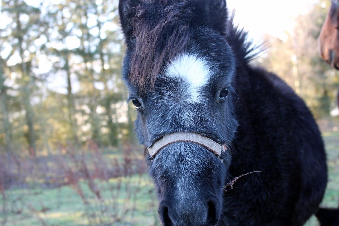 Welsh Mountain (sec A) Laibeks Liva billede 19