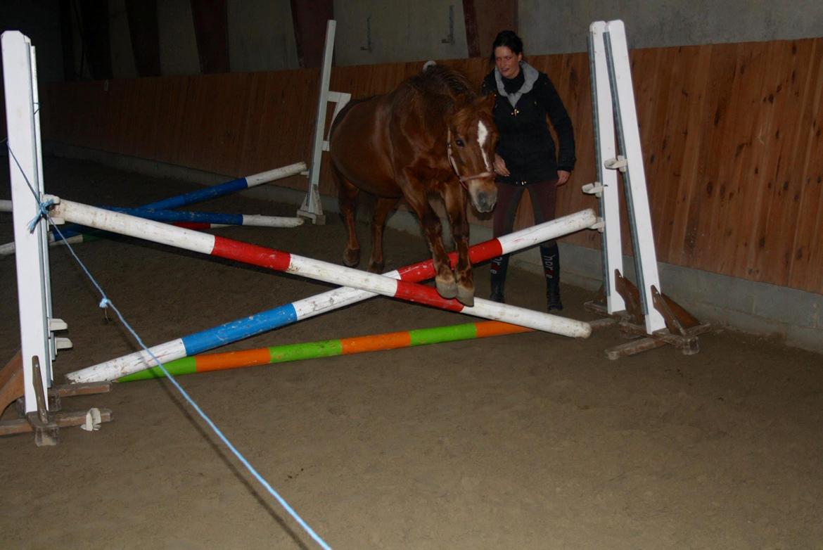 Anden særlig race Trille ( lille søsters pony ) '' solgt'' billede 14