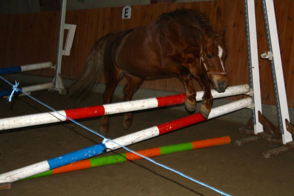 Anden særlig race Trille ( lille søsters pony ) '' solgt'' billede 16
