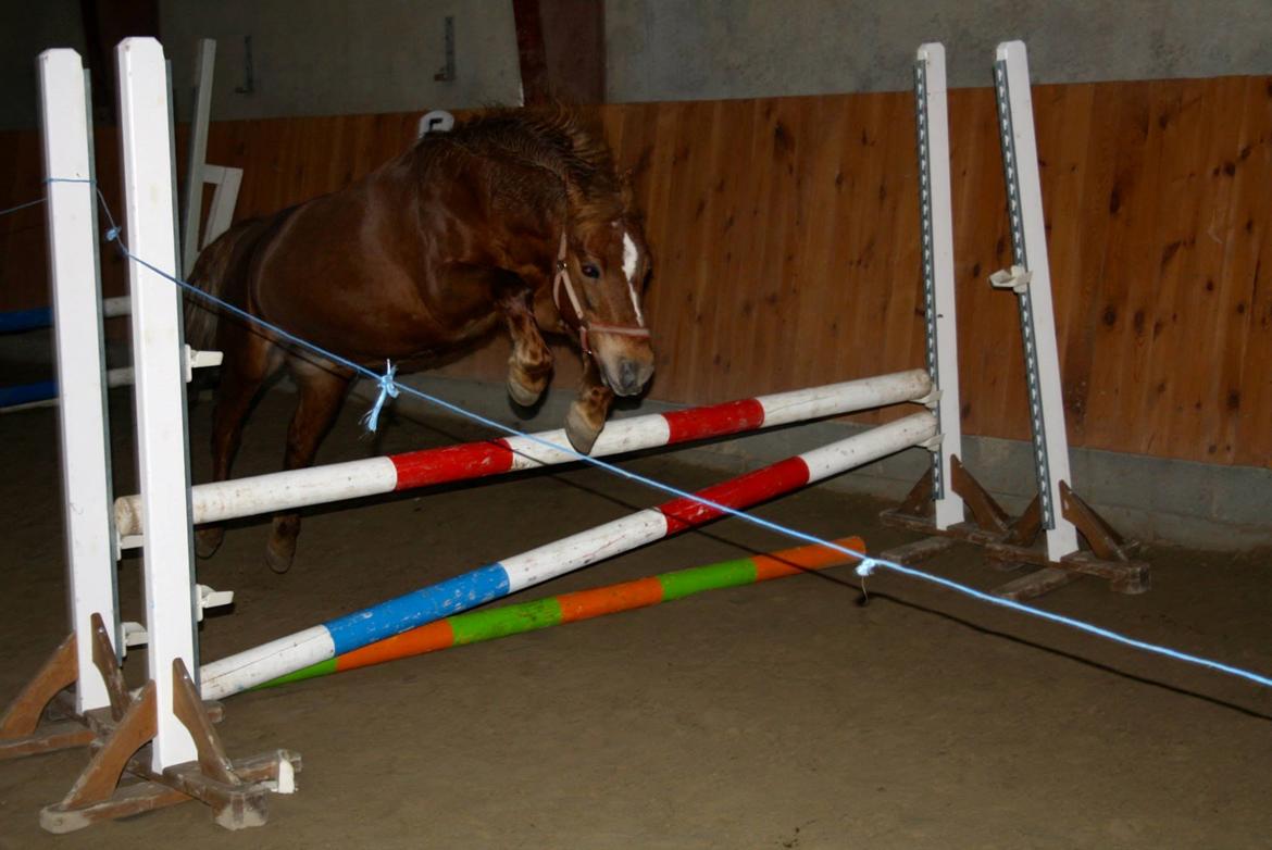 Anden særlig race Trille ( lille søsters pony ) '' solgt'' billede 17
