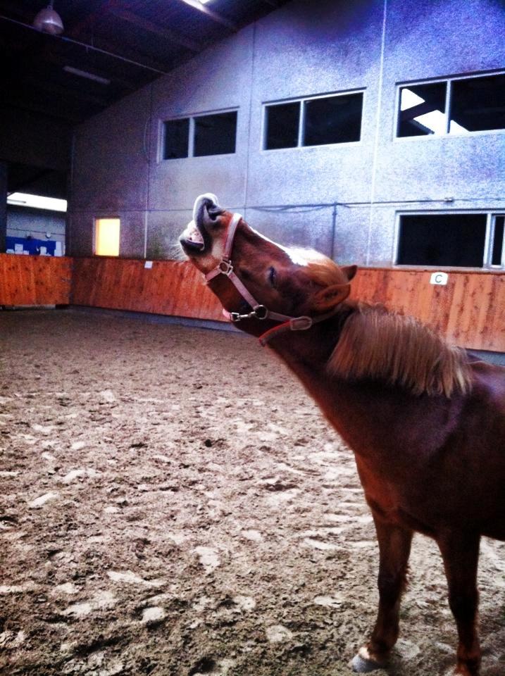 Anden særlig race Trille ( lille søsters pony ) '' solgt'' - Lad dit smil ændre verdenen, men lad ikke verdenen ændre dit smil!!<3 billede 18