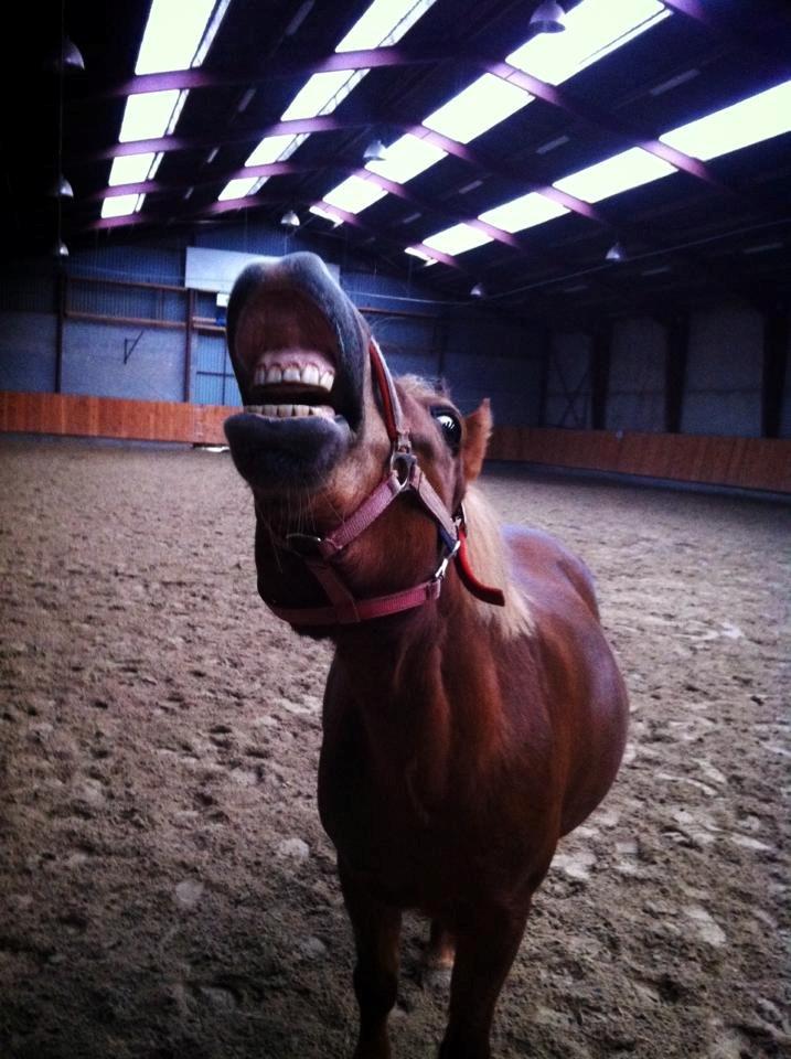 Anden særlig race Trille ( lille søsters pony ) '' solgt'' - trille har nu lært at smile.<3 
D. 5/12-2013 billede 19