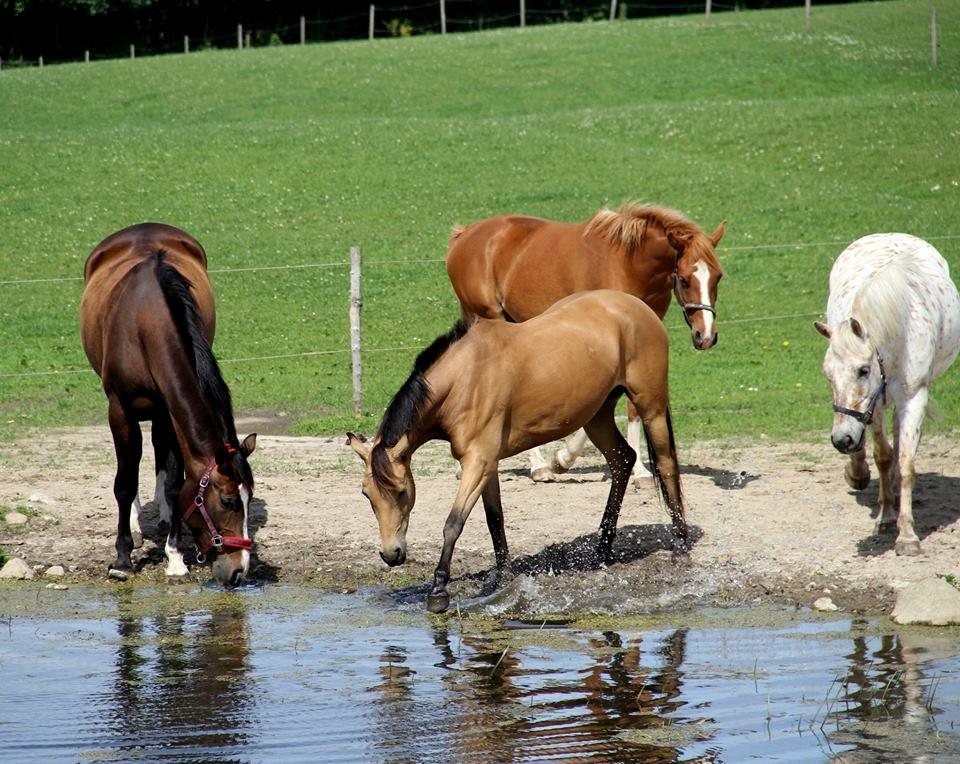 DSP Nørretelling's Ballou - Sommer 2013 - Foto: Kattenhøj billede 18