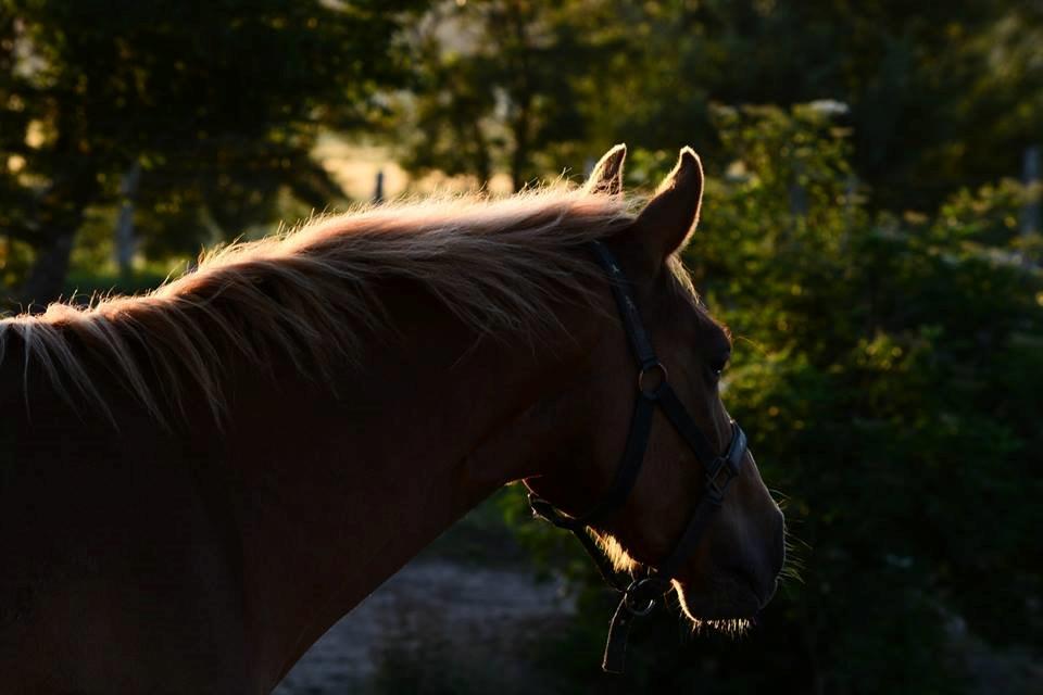 DSP Nørretelling's Ballou - Ballou sommer 2013 - Foto: Svanborg billede 21