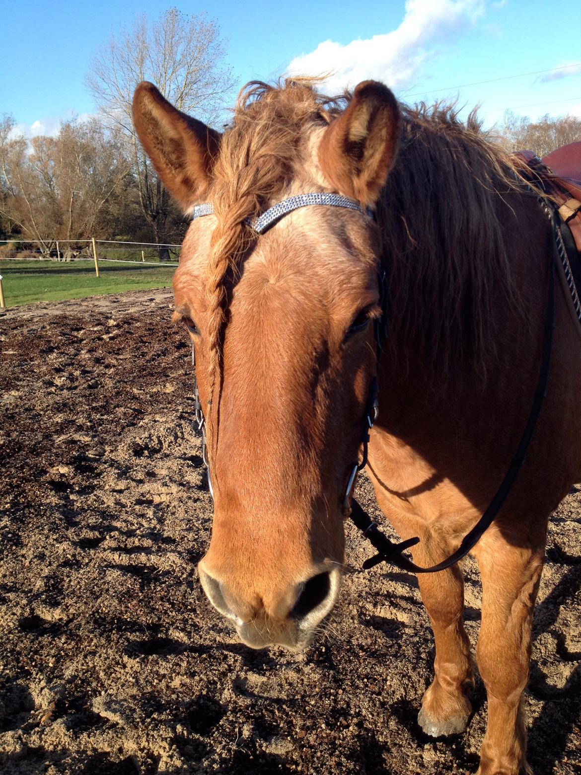 Anden særlig race Tex billede 20