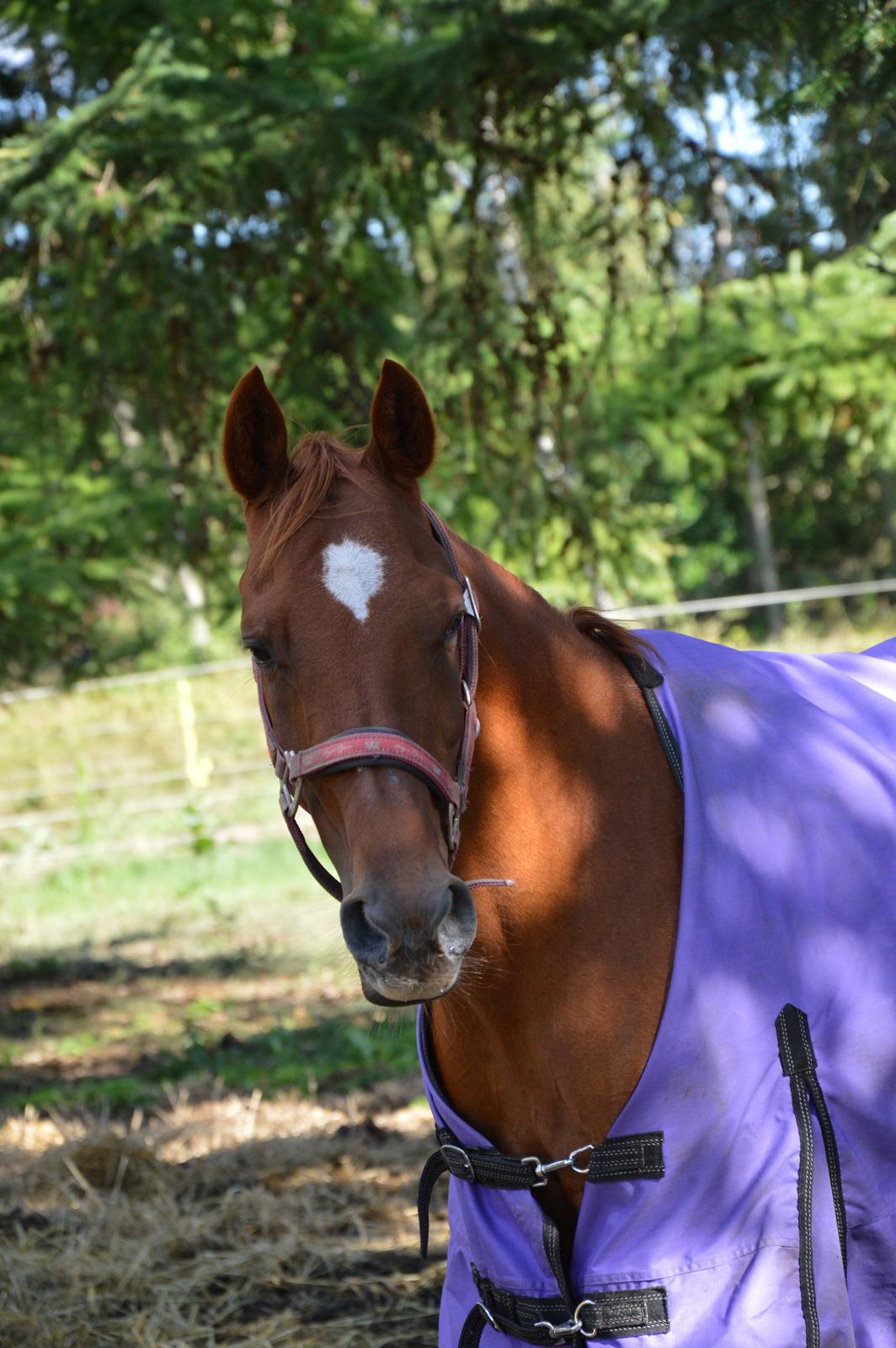 Hollandsk Sportspony Xana Maxima - Min søde poony :-* billede 15