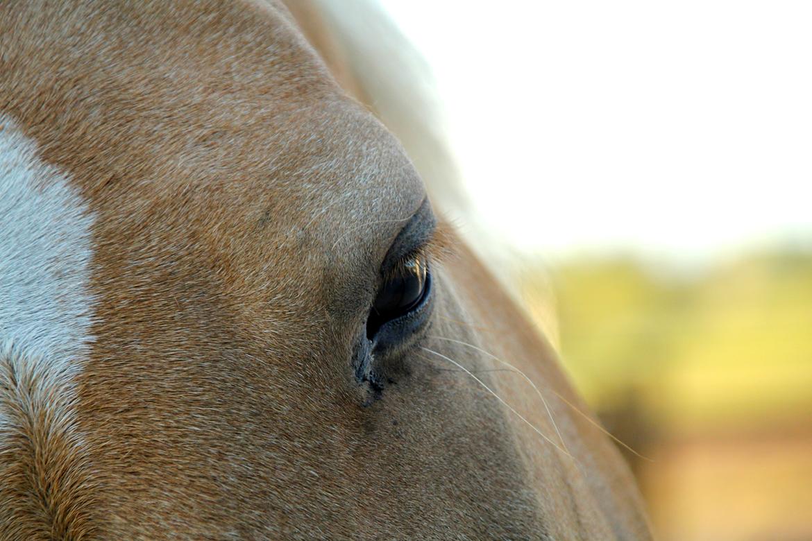 Palomino Chess Stauslykke - Chess' smukke, rolige øje. Foto: mig billede 8