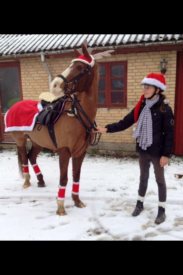 Welsh Cob (sec D) Okali D'alloue * Drømme ponyen* billede 20