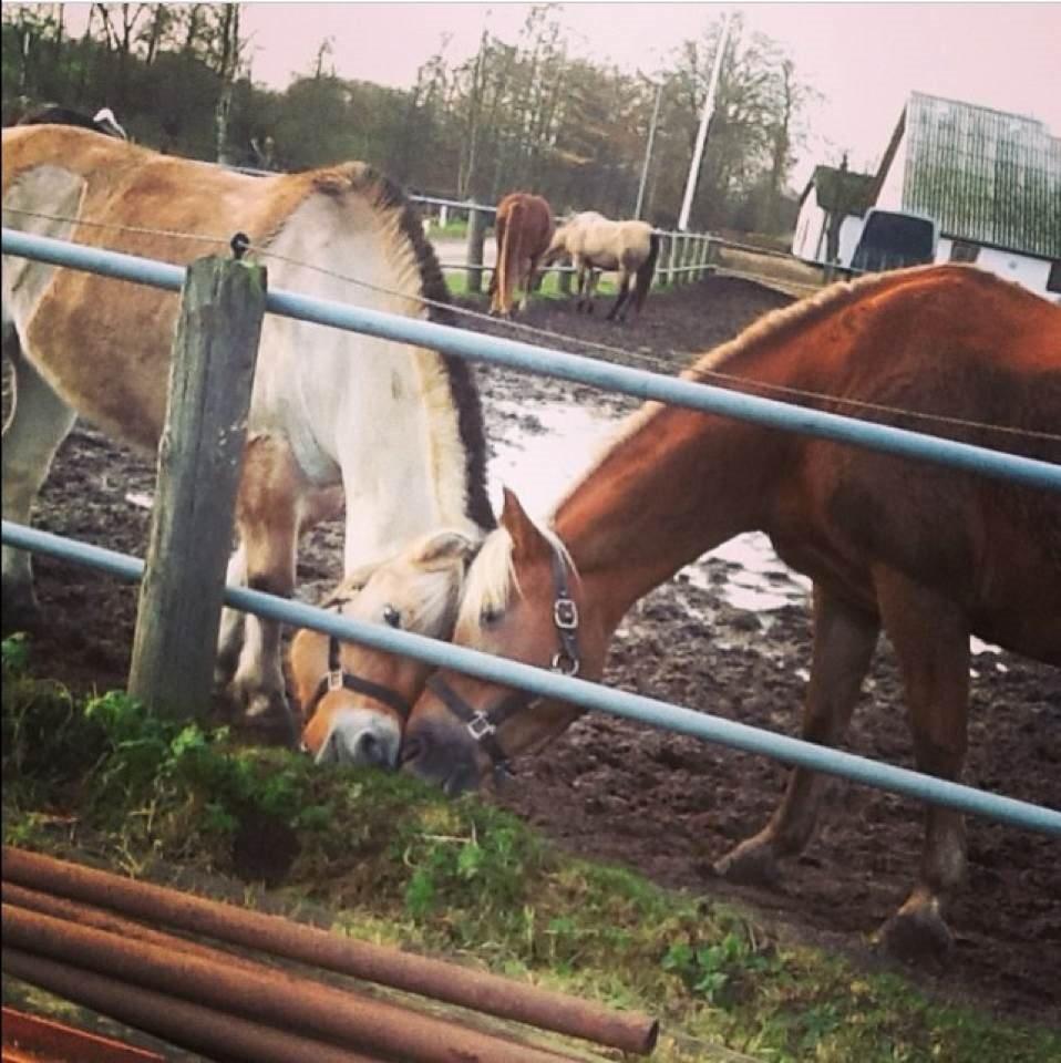 Haflinger Bosse - Lukas & Bosse c:
[Foto: Viktoria Mikaelsen] billede 17