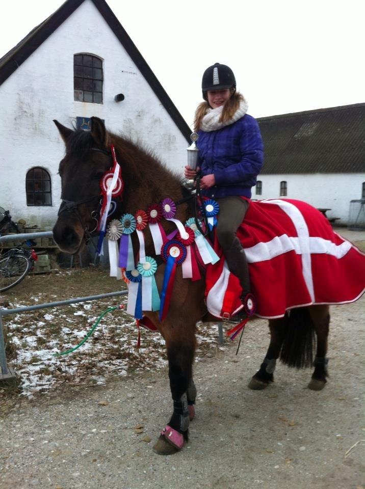 Konik Polski Sølvmosegaards Koniko billede 2