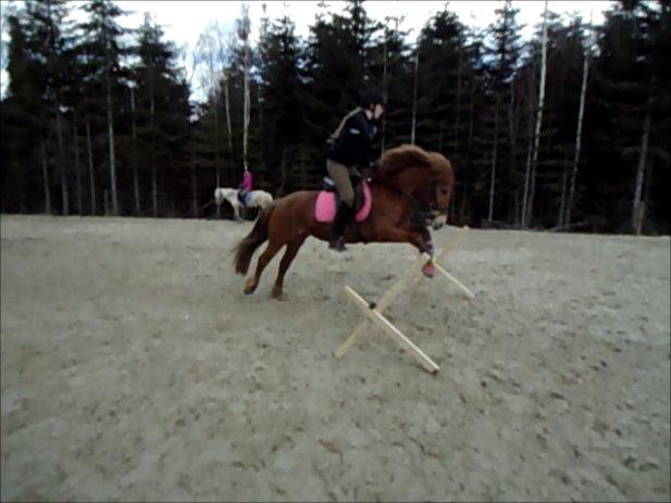 Anden særlig race Rosa - April 2013 billede 38