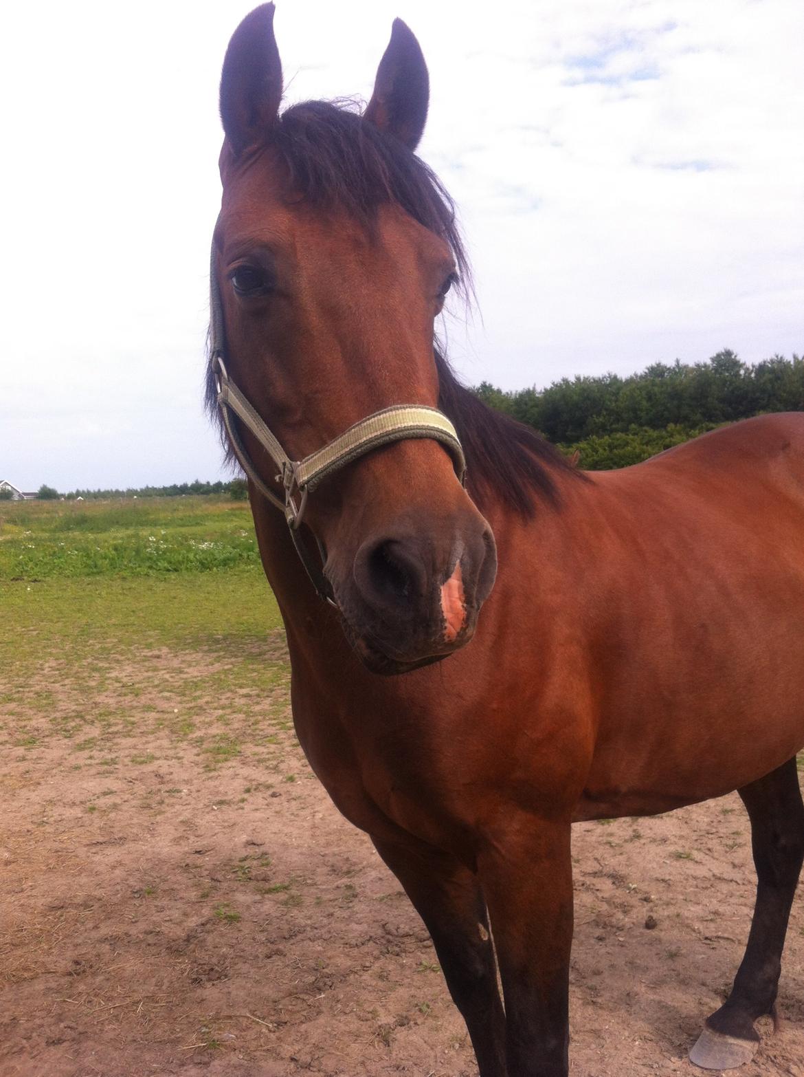 Anden særlig race Kashmina (Ko) (SOLGT OG SAVNET) - Gensyn med damen<3 billede 22