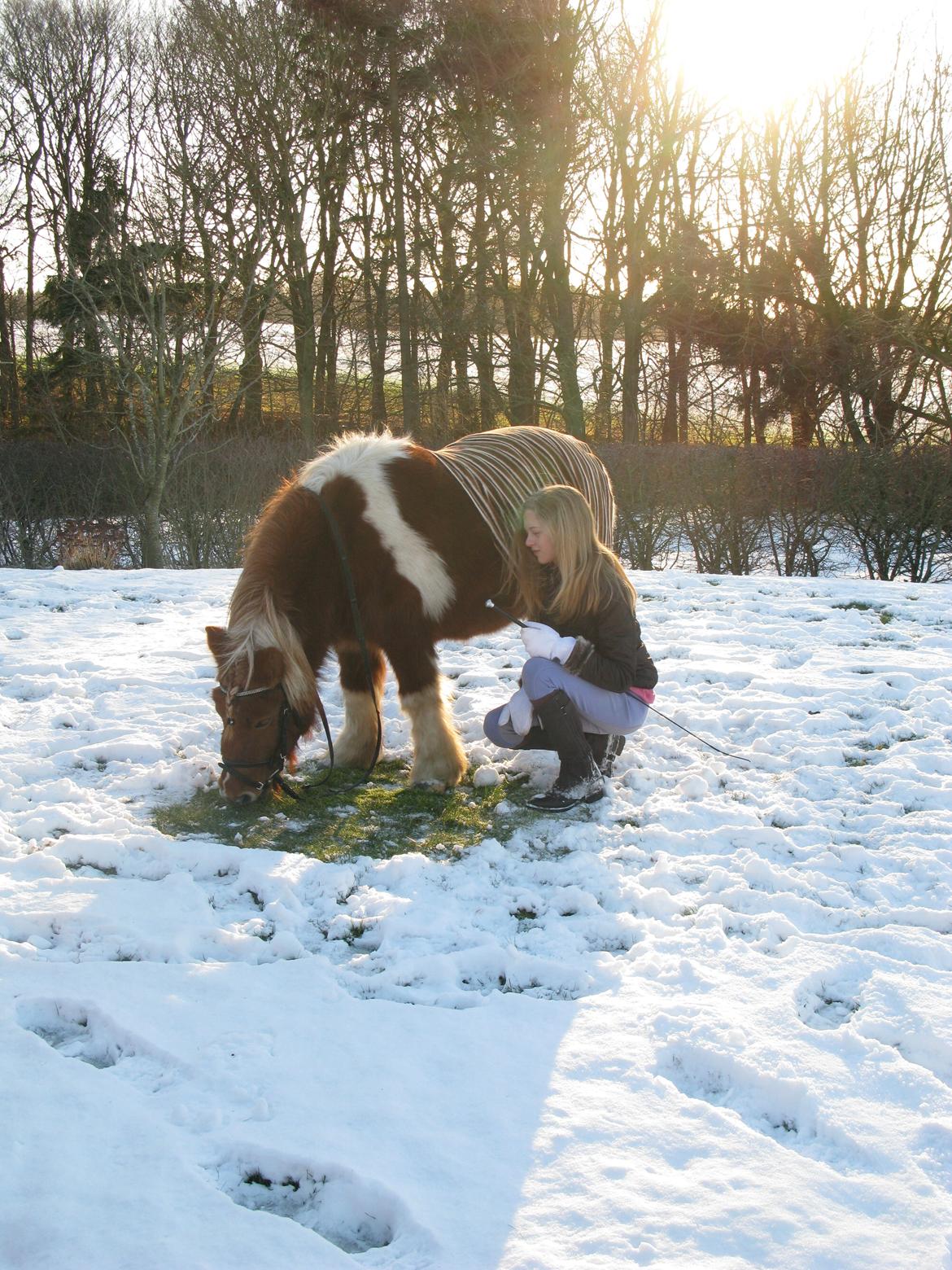 Shetlænder Rita - Du er alt for mig... billede 8