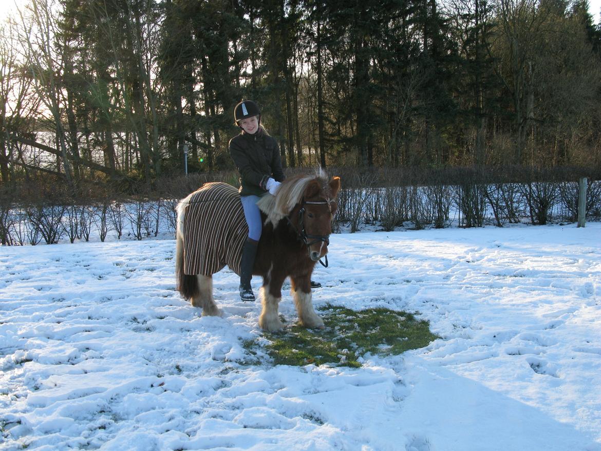 Shetlænder Rita billede 9