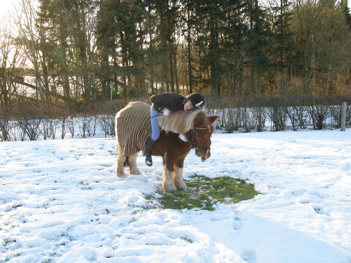 Shetlænder Rita - Du er den dejligste pony der findes... billede 10