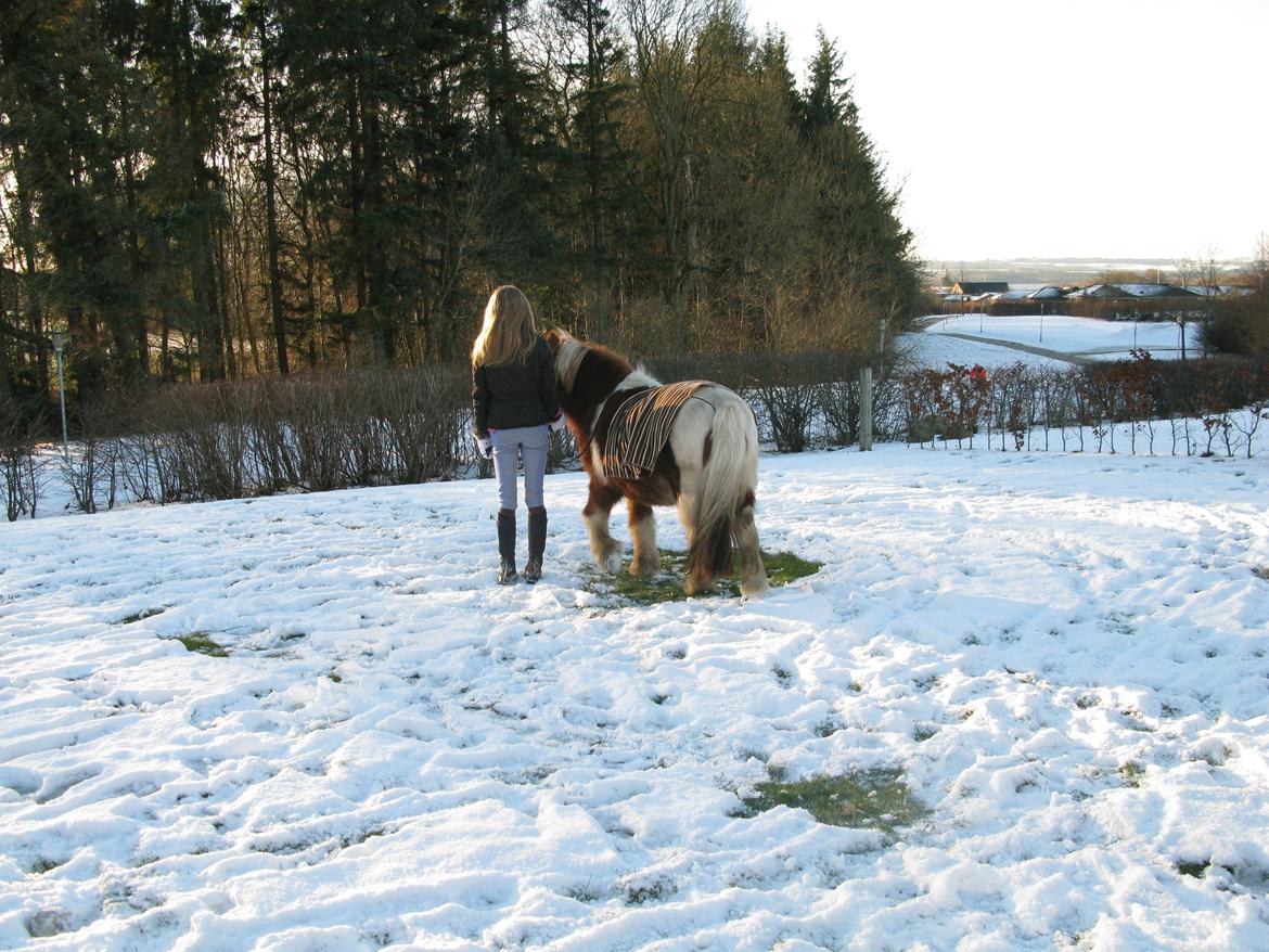 Shetlænder Rita billede 11