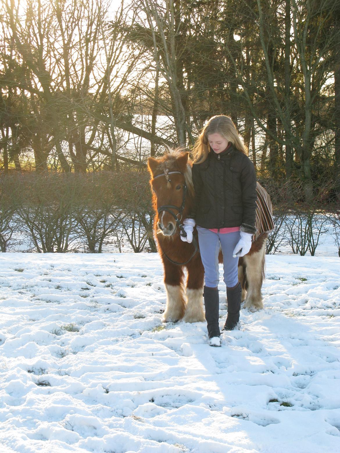 Shetlænder Rita billede 12