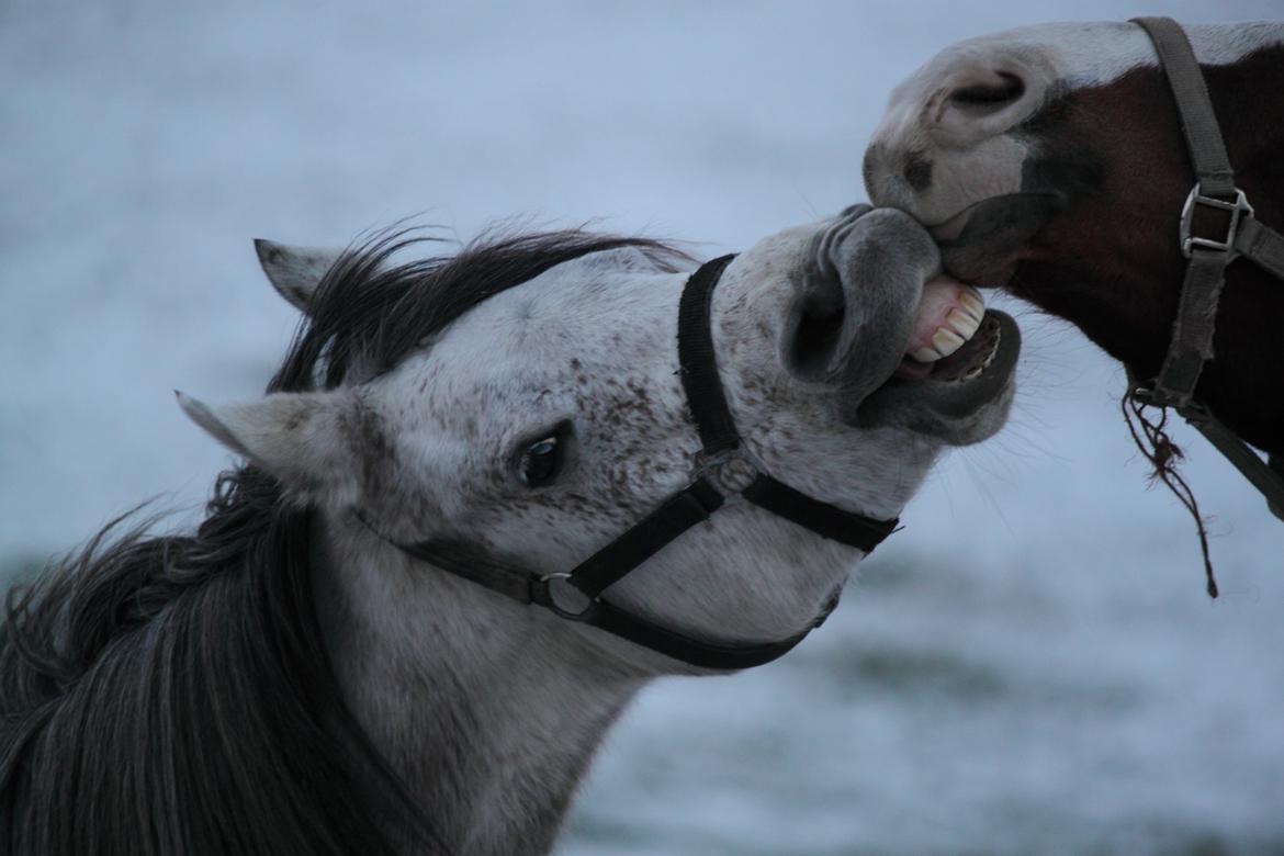Arabisk fuldblod (OX) Kamal Al Hayat - Hæhæ - december 2013 billede 19