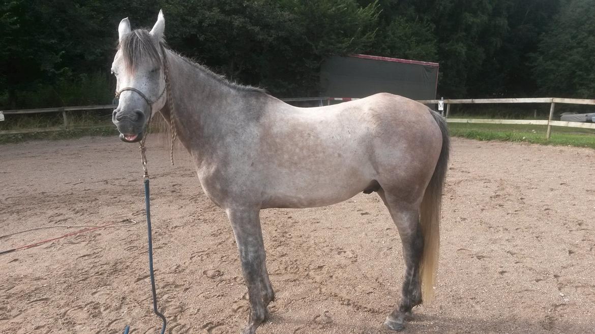 Arabisk fuldblod (OX) Kamal Al Hayat - Flot fyr! August 2013 billede 7