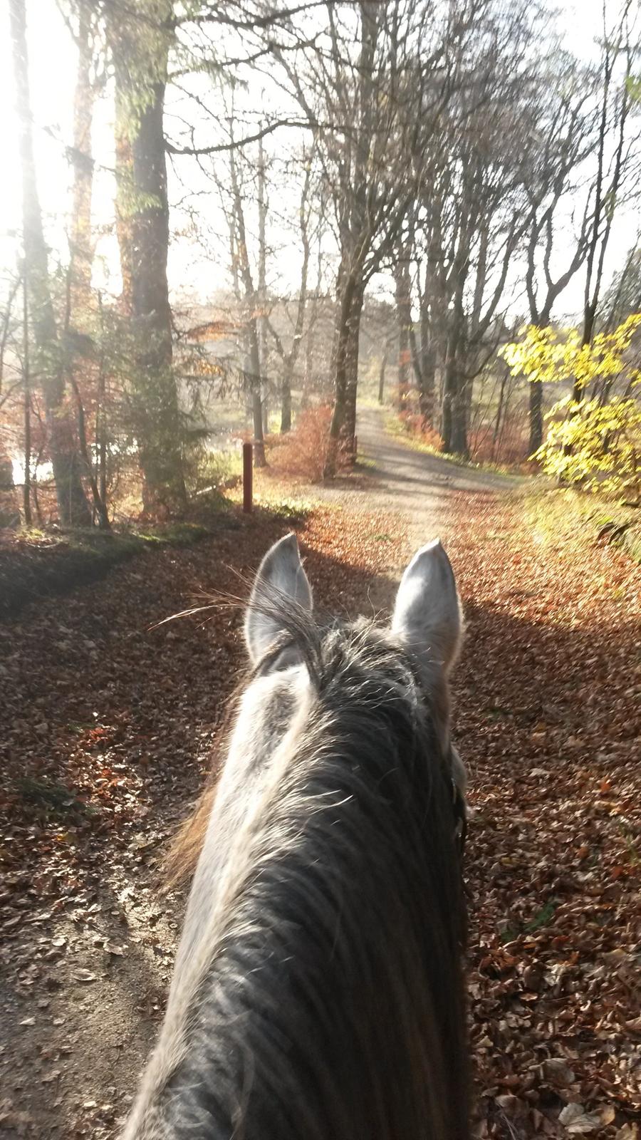 Arabisk fuldblod (OX) Kamal Al Hayat - Første gang jeg sad på Kamal. En fantastisk skovtur <3 November 2013 billede 8
