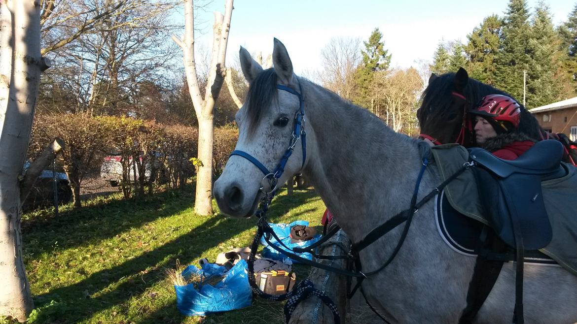 Arabisk fuldblod (OX) Kamal Al Hayat - Til distancestævne i dyrehaven! November 2013 billede 17