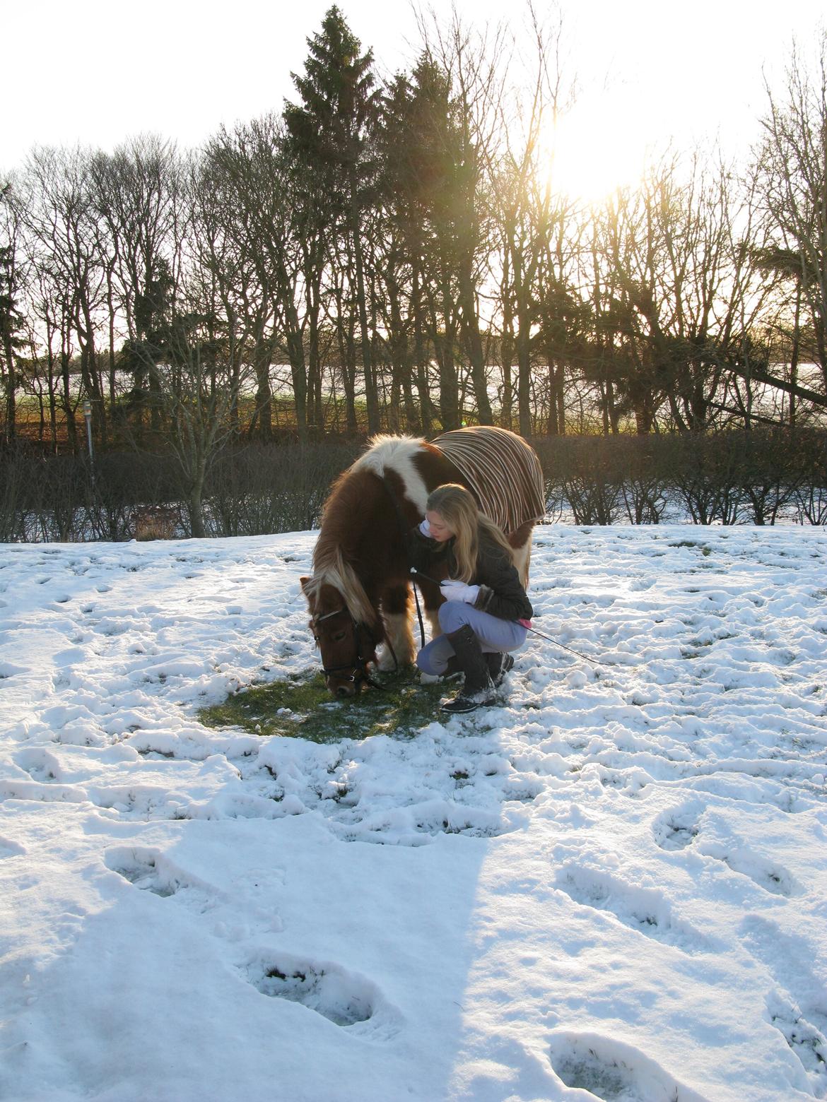 Shetlænder Rita billede 13