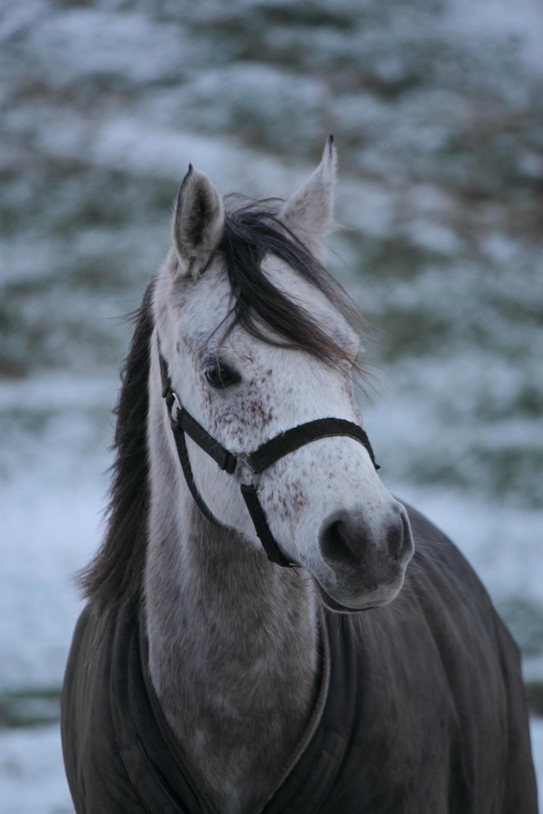 Arabisk fuldblod (OX) Kamal Al Hayat - December 2013 billede 10