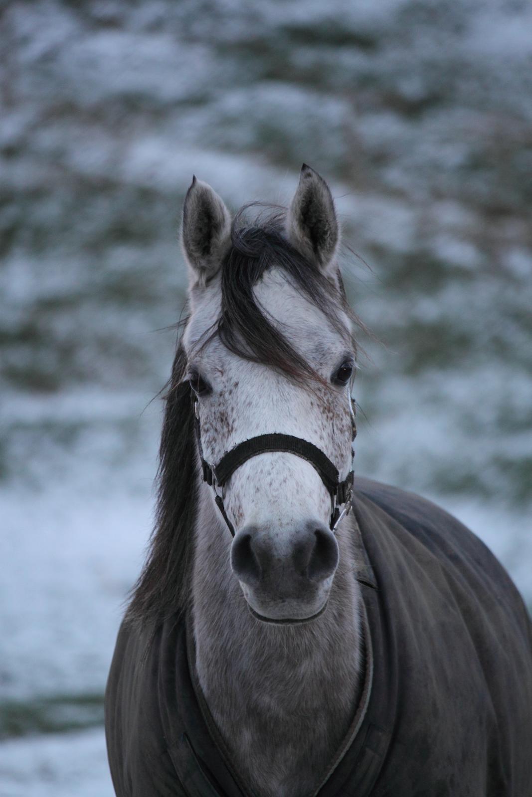 Arabisk fuldblod (OX) Kamal Al Hayat - Smukke Kamal - december 2013 billede 3