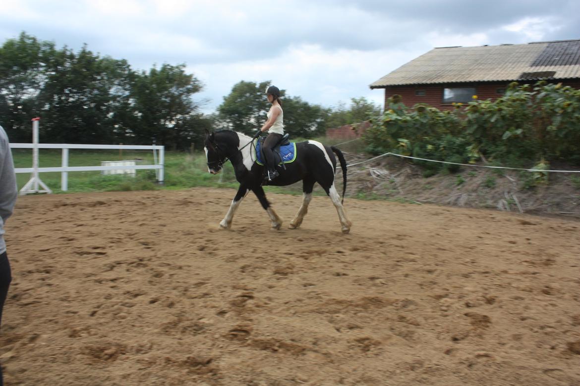 Anden særlig race Onyx billede 19