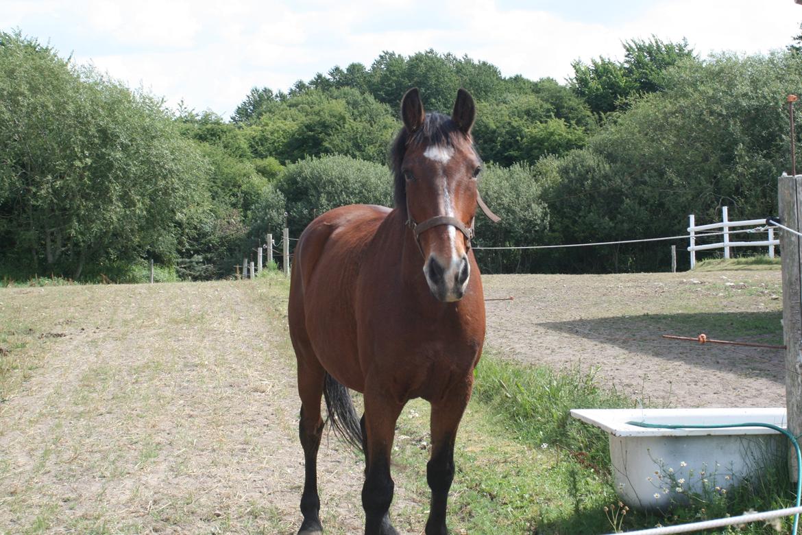 Anden særlig race Lacoste billede 4
