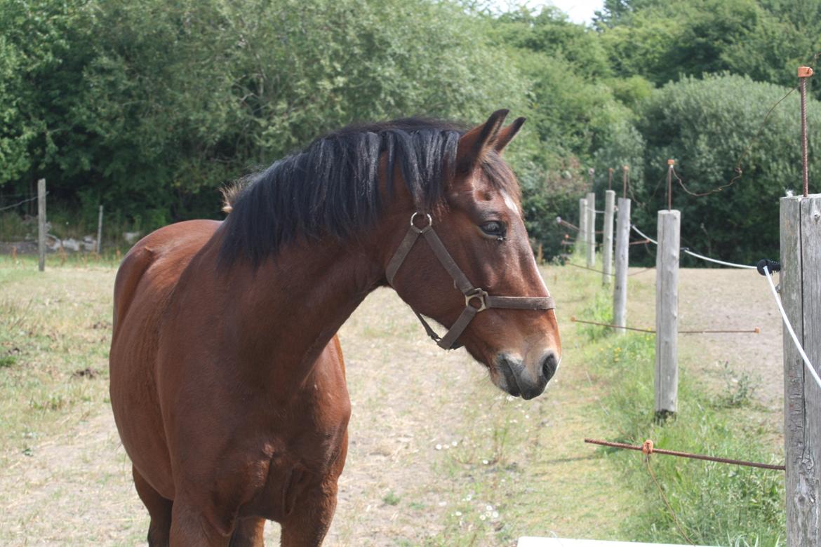 Anden særlig race Lacoste billede 3