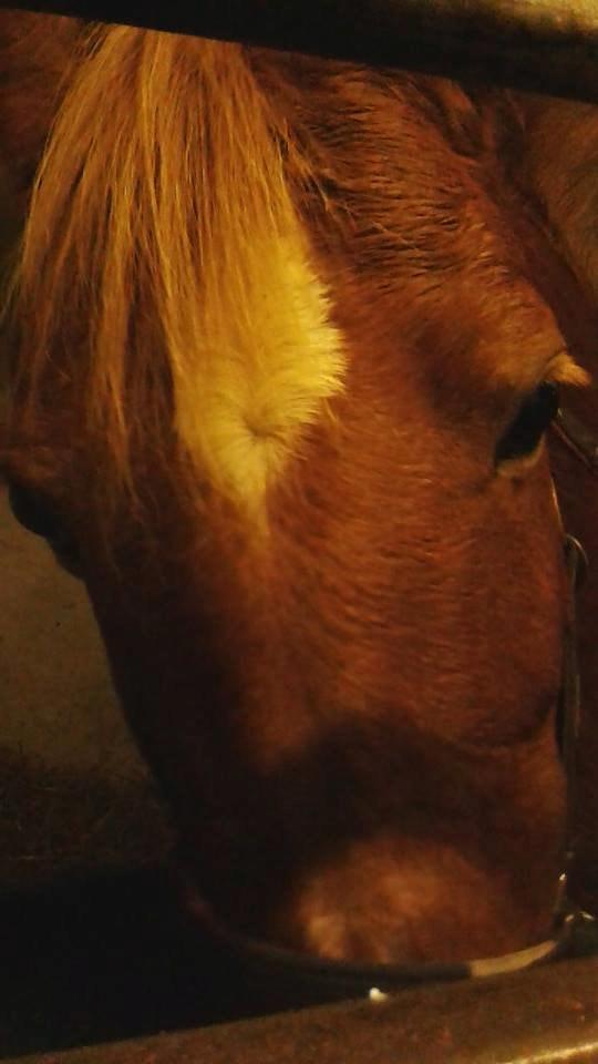 Anden særlig race Laika <3  - Verdens bedste pony!<3 billede 9