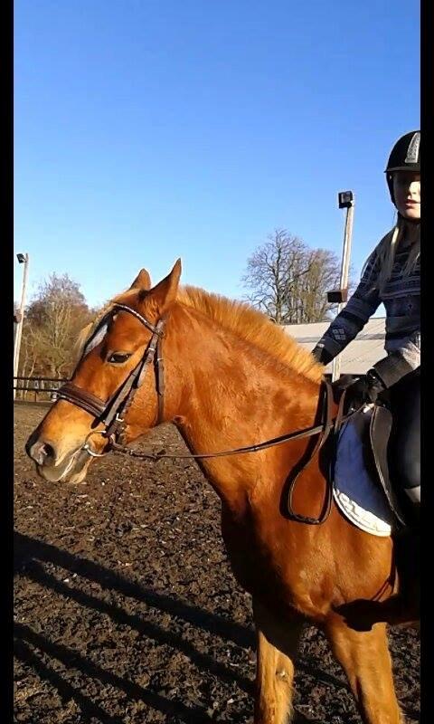 Anden særlig race Laika <3  - Sødeste Laika <3 billede 8