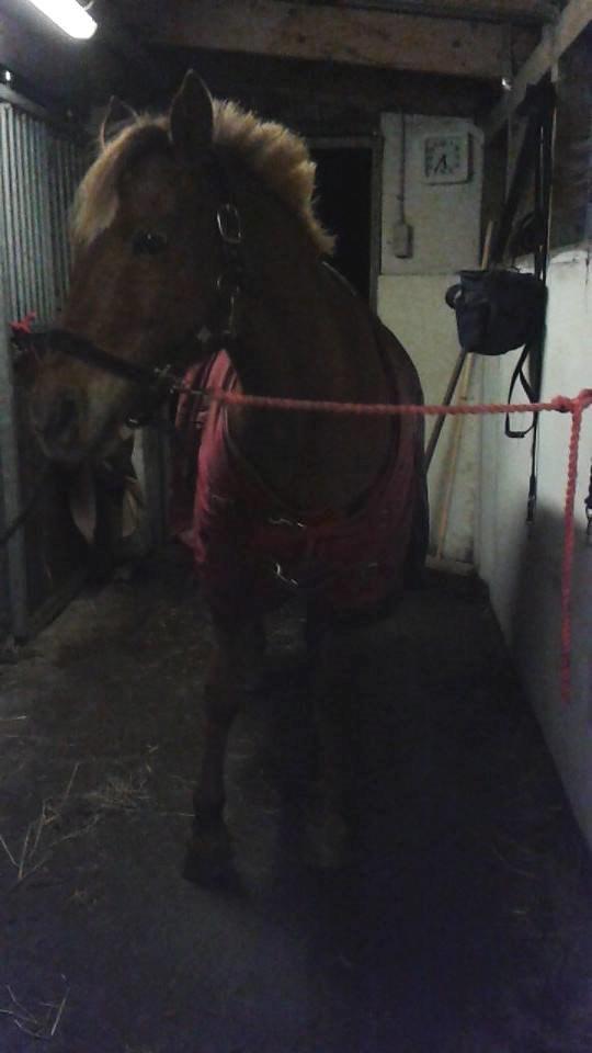 Anden særlig race Laika <3  - Min mus <3 billede 14