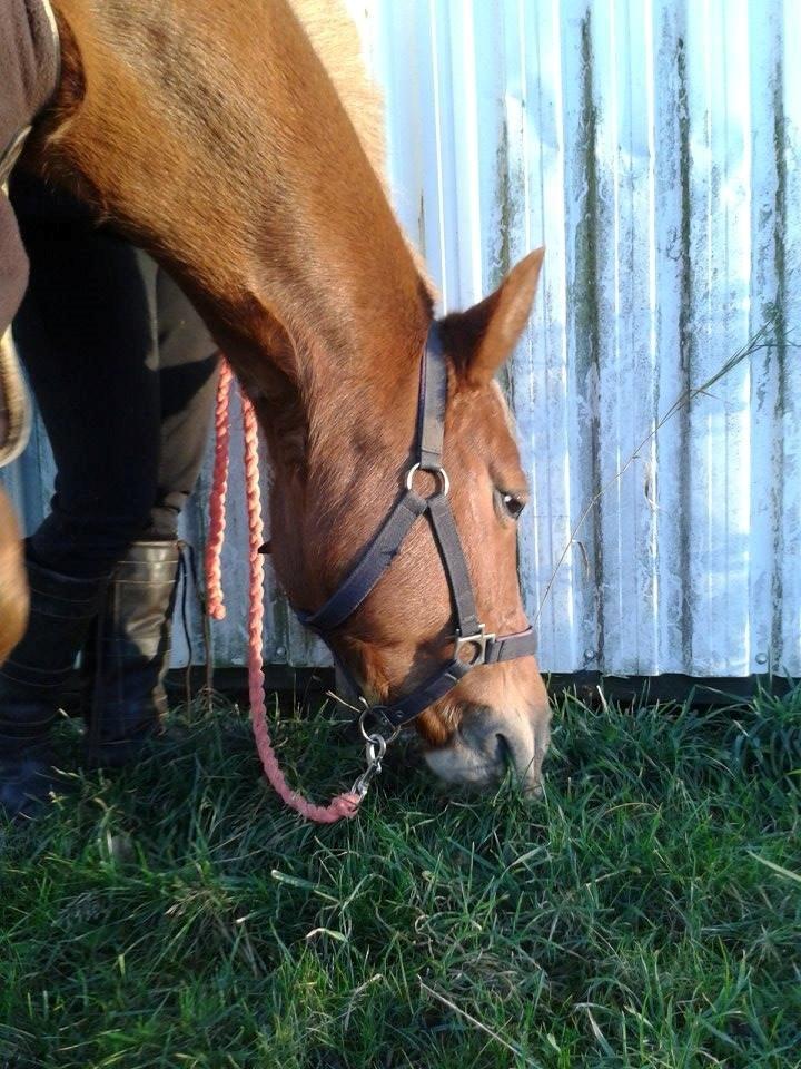 Anden særlig race Laika <3  - Græs!<3 billede 21