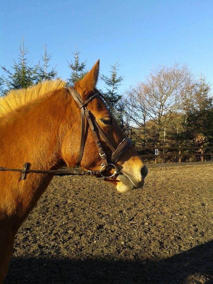 Anden særlig race Laika <3  - Laika :-* billede 6