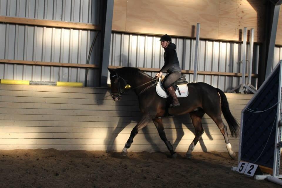 Dansk Varmblod Valløs Lexion billede 16