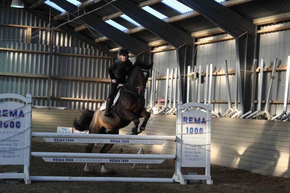 Dansk Varmblod Valløs Lexion billede 17