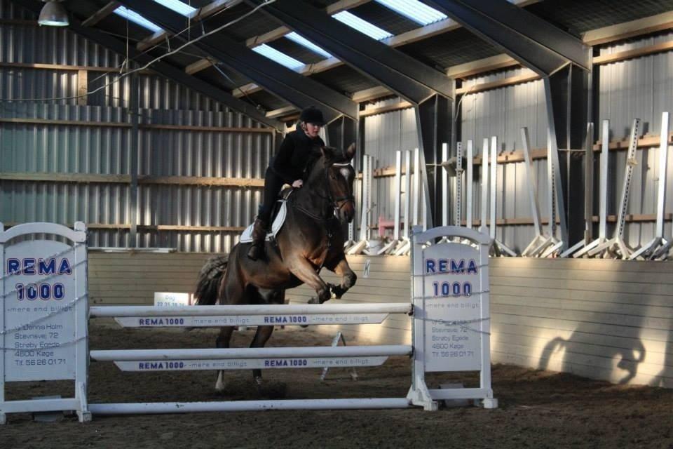 Dansk Varmblod Valløs Lexion billede 18