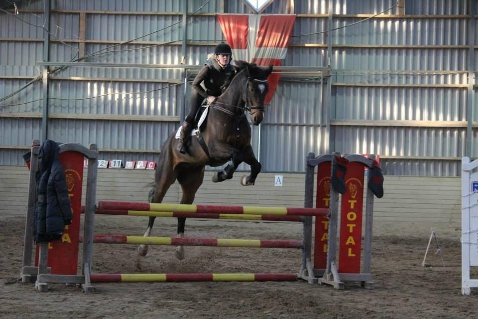 Dansk Varmblod Valløs Lexion billede 19