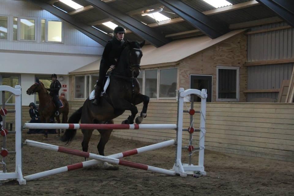 Dansk Varmblod Valløs Lexion billede 20