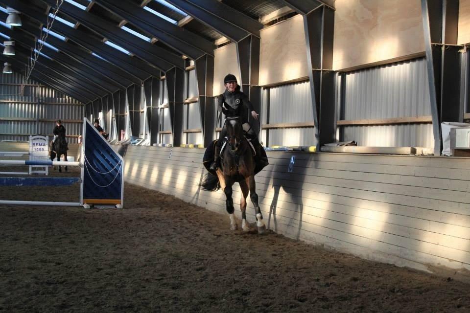 Dansk Varmblod Valløs Lexion billede 21