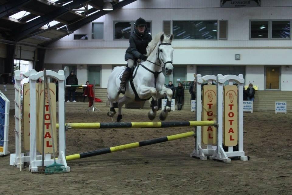 Polsk Varmblod Gaviano  billede 1