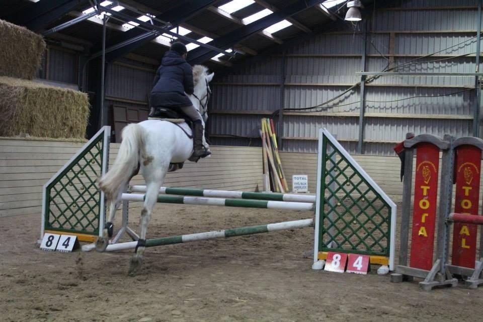 Polsk Varmblod Gaviano  billede 2