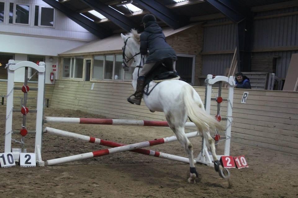 Polsk Varmblod Gaviano  billede 3