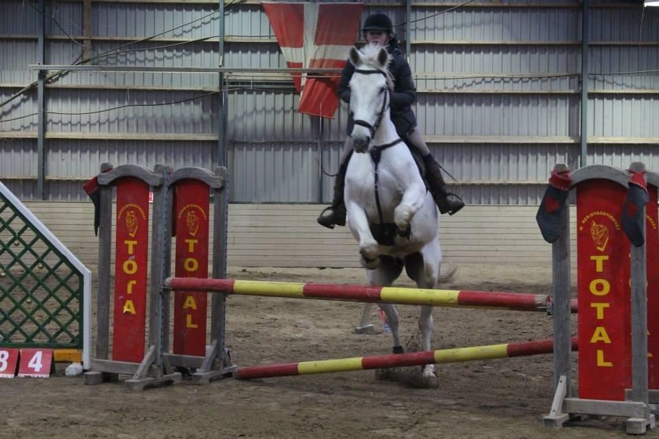 Polsk Varmblod Gaviano  billede 4