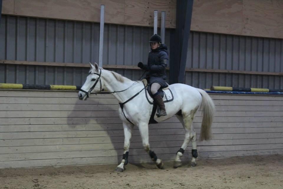 Polsk Varmblod Gaviano  billede 5